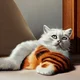-not- catnap