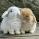 Bunnies