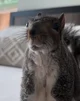 thumblina squirrel