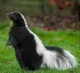 Skunk