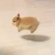 A Bunny
