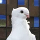 Cute Pigeon