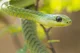 Boomslang