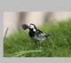 Satanic Wagtail 