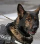 Police dog