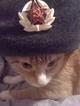 commie cat