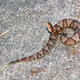 Copperhead