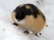 lemming
