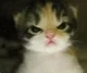 -Gatito- enojao
