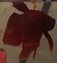 Kyle the Betta Fish