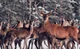 Red-tailed Deer Herd