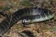 Eastern Tiger Snake