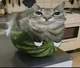 wotor melon cat