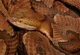 Copperhead