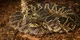 Eastern Diamondback 