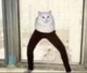 cat wearing pants