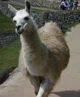 Llama