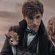Newt Scamander 