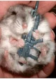 Hamster with gun