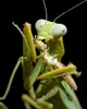 mantis 
