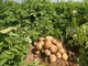 Small Potato Farm