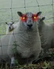 Sheep overlord