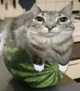 Watermelon Cat