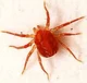 Infection Red Mites
