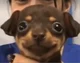 Happy Puppy