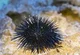 Sea urchin