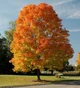 Autumn Tree