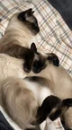 The siamese cats