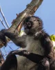 Actual spider monkey