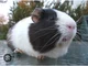 Kevin the guinea pig
