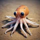 AI generated squid