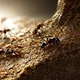 World of ants 