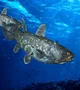 Coelacanth 