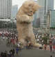 Giant Pet Cat