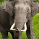 Asian Elephant