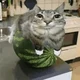 watermelon cat