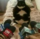 News cat