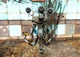 Codsworth 