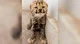 Cheetah Cub
