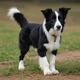 Border collie