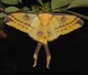 Luna moth