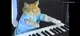 Keyboard cat