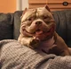 Bully dog