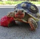 turtle with lipstick