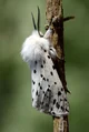 Giant white moth