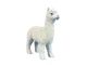 Alpaca